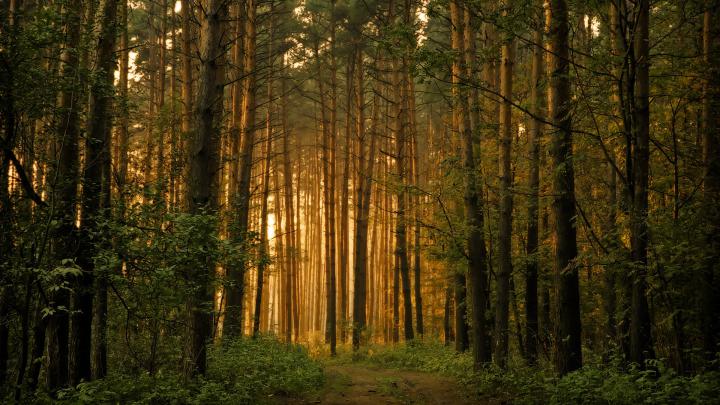 Forest wallpaper | 1920x1080 | #47104