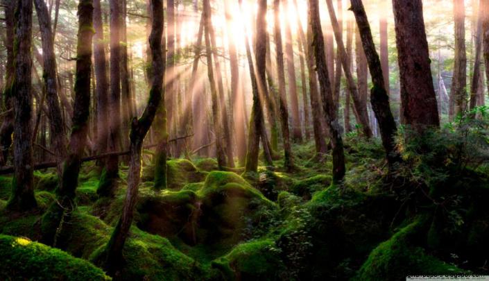 Pine Forest Wallpaper 1920X1080 | Amazing Wallpapers