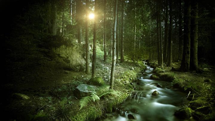 [30+] Forest Wallpaper 1920x1080 