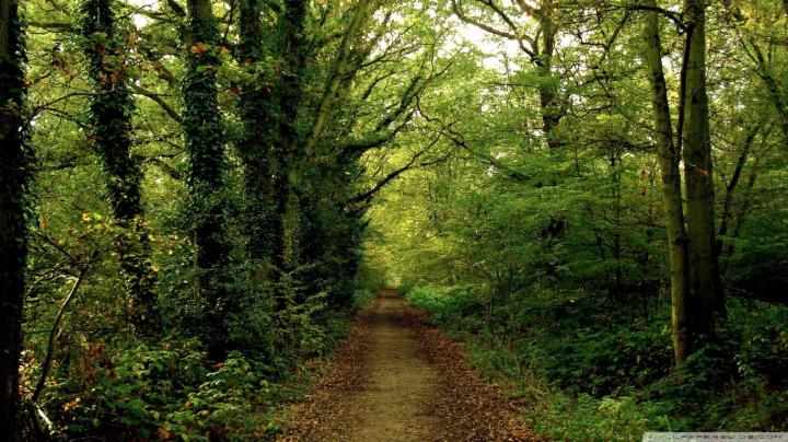 Free download Forest Road 8 Wallpaper 1920x1080 Forest Road 8 