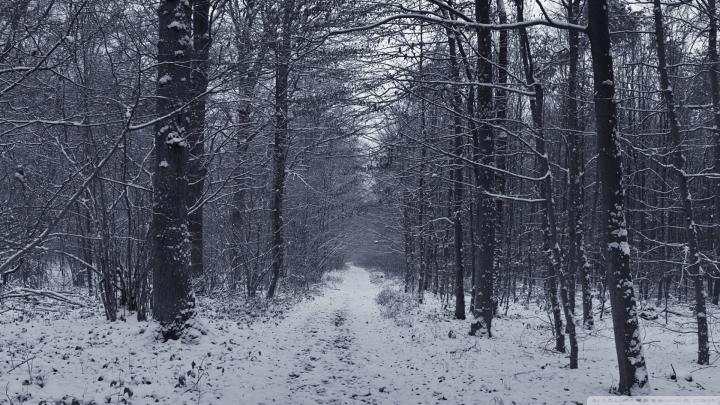 Free download winter forest wallpapers images wallpaper 1920x1080 