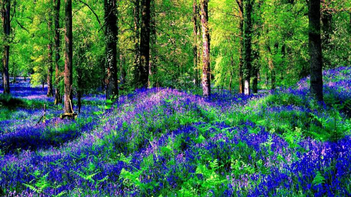 Summer Forest Wallpaper 1920x1080 - Ex Wallpaper