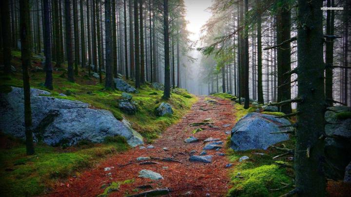 Redwood tree trunks are barely perceptible in the misty forest beyond.