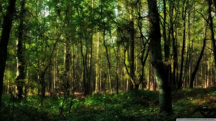 [30+] Forest Wallpaper 1920x1080 