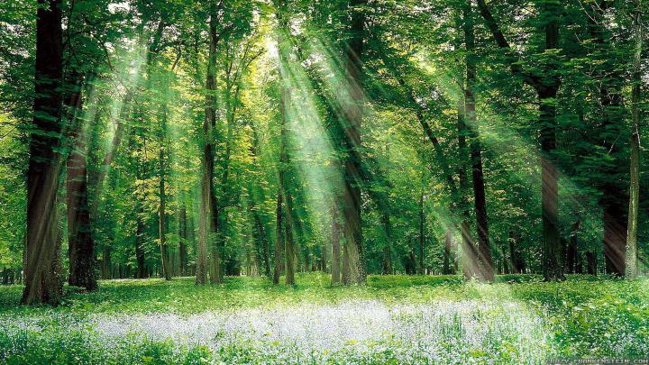 24++ Summer Forest Wallpaper 1920x1080 - Basty Wallpaper