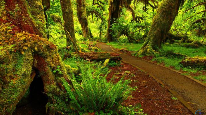 Rain Forest Wallpapers (56+ background pictures)