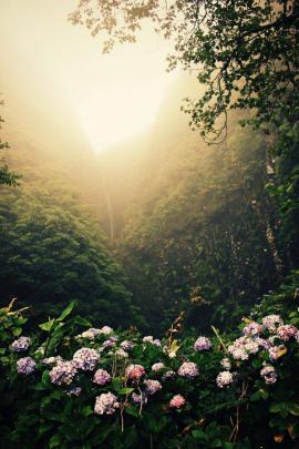 nature, Photography, Portrait display Wallpapers HD \/ Desktop and 