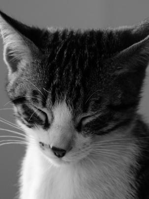 Portrait Desktop Wallpaper (88+ images)