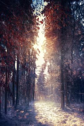 nature, Photography, Portrait display Wallpapers HD \/ Desktop and 