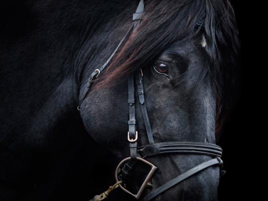 horse, Portrait, Animals Wallpapers HD \/ Desktop and Mobile Backgrounds