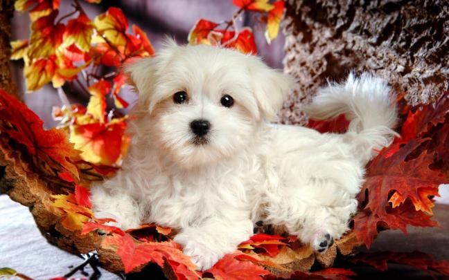 Puppy Desktop Wallpaper