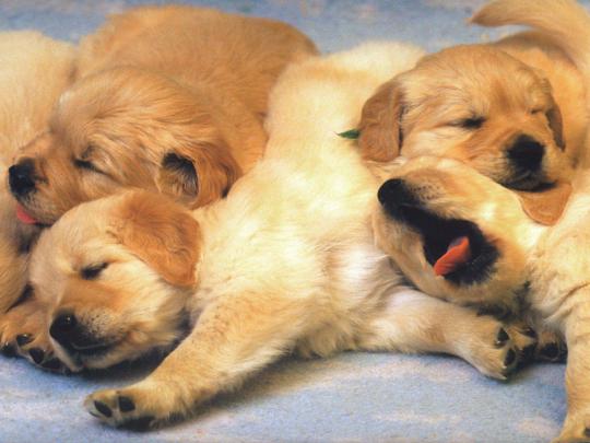 Puppy Wallpapers Free