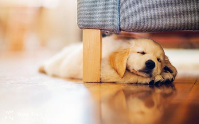 dog cute pup - HD Desktop Wallpapers
