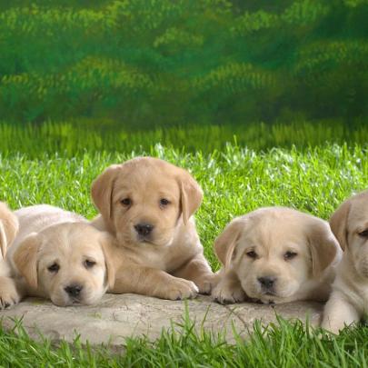 10 Best Dog Wallpaper Free Download FULL HD 1080p For PC Desktop 2020