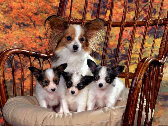 Cute Dogs HD Wallpapers Free Download, Cute Dogs Wallpapers for Desktop 