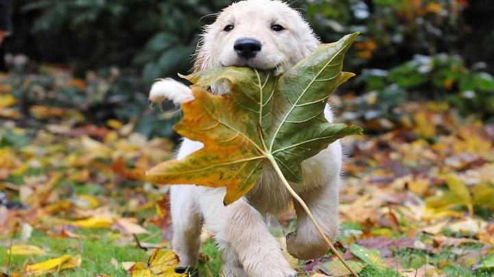 Puppy Desktop Backgrounds