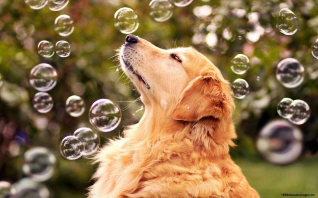 Puppy Desktop Backgrounds (78+ pictures)