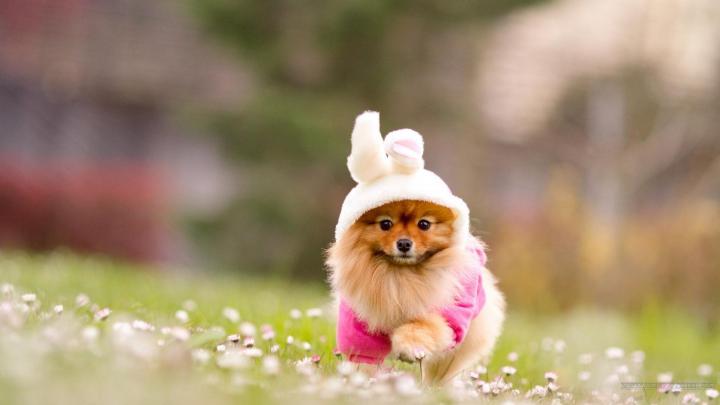 pomeranian, Dog, Dogs Wallpapers HD \/ Desktop and Mobile Backgrounds