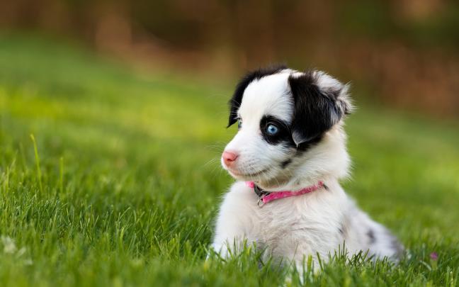 dog wallpaper blue eyes - HD Desktop Wallpapers