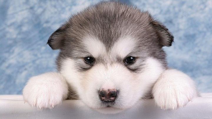 Full Hd Malamute Dog Desktop Wallpapers