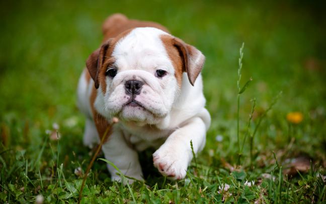 pitbull dog wallpaper | HD Desktop Wallpapers