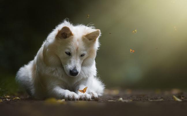 dog, Butterfly Wallpapers HD \/ Desktop and Mobile Backgrounds