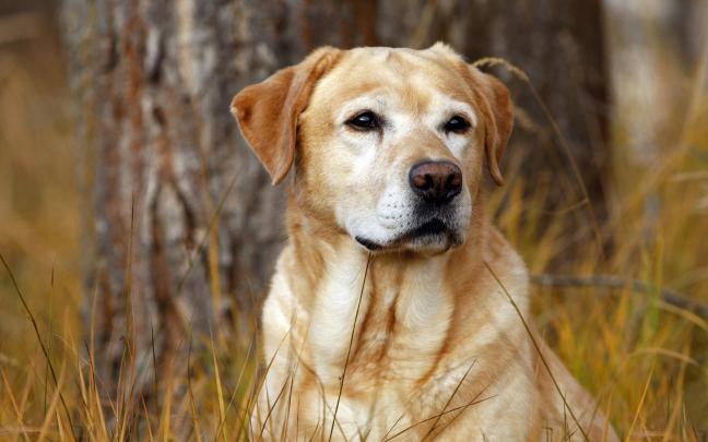 labrador dog wallpapers - HD Desktop Wallpapers
