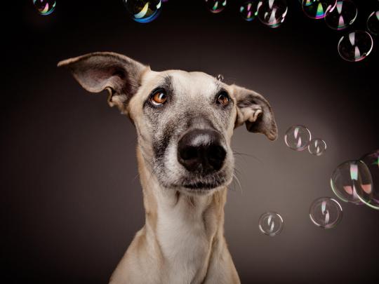 animals, Dog, Bubbles Wallpapers HD \/ Desktop and Mobile Backgrounds