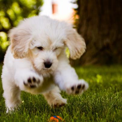 10 Top Dog Desktop Backgrounds Free FULL HD 1920\u00d71080 For PC Desktop