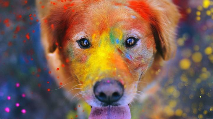 wallpaper for desktop, laptop | ae49-dog-smile-fall-leaves-art-nature