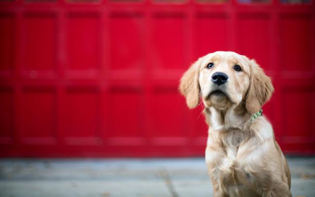 cute dog wallpaper background - HD Desktop Wallpapers