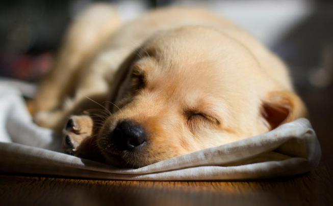 labrador pup dog - HD Desktop Wallpapers