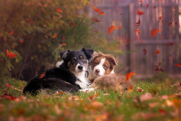animals, Fall, Leaves, Dog, Outdoors, Grass Wallpapers HD \/ Desktop and 