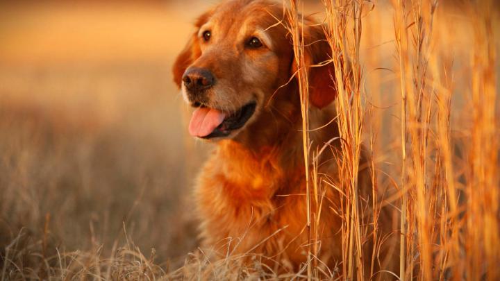 Dog Desktop Backgrounds \u00b7\u2460 