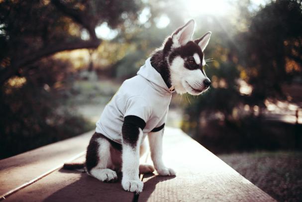 animals, Dog Wallpapers HD \/ Desktop and Mobile Backgrounds