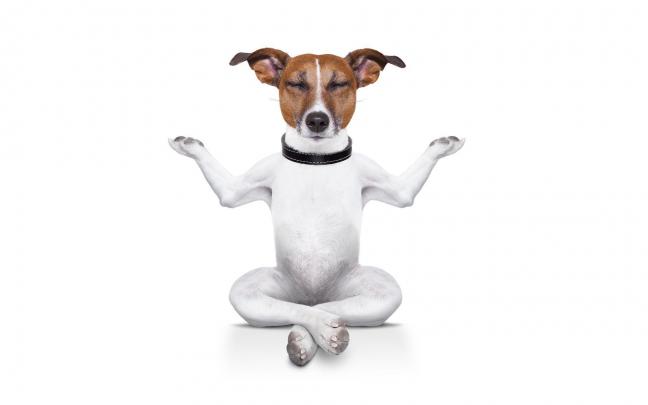 Funny Dog Desktop Wallpapers