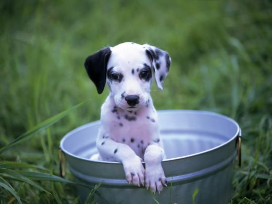 dog wallpaper dalmatian - HD Desktop Wallpapers