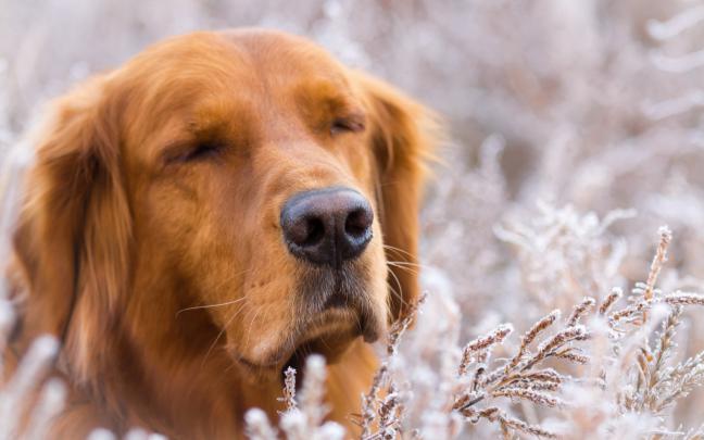 dog themed backgrounds - HD Desktop Wallpapers