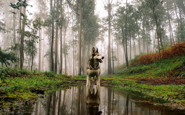 dog wallpaper nature - HD Desktop Wallpapers
