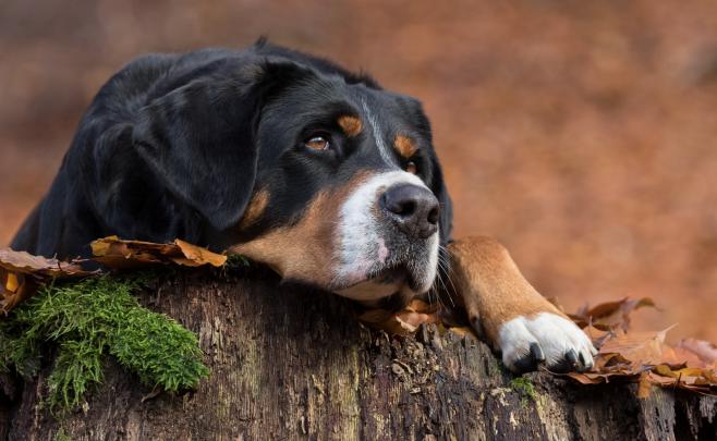 animals dog mammals Wallpapers HD \/ Desktop and Mobile Backgrounds