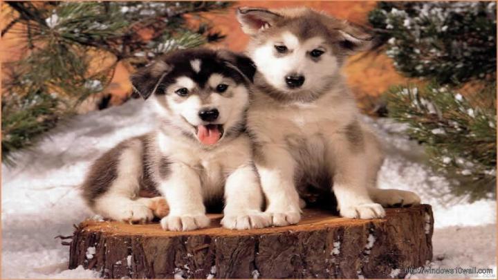 Dog Wallpaper Desktop - windows 10 Wallpapers