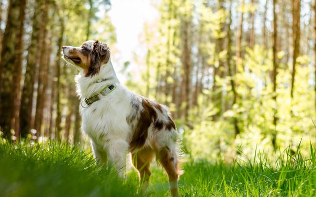 Australian Shepherd Dog HD Wallpapers, Desktop Backgrounds - All HD 
