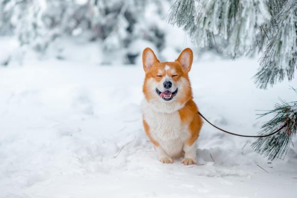 1920x1281 px animals Corgi dog nature snow \u2013 Cars Ferrari HD Desktop 