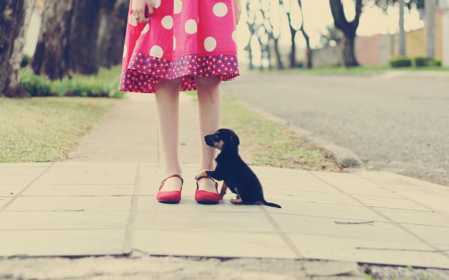 funny puppy wallpapers A5 - HD Desktop Wallpapers