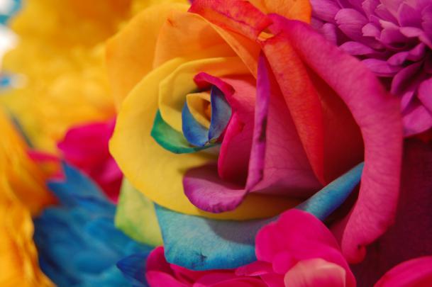 rainbow flowers wallpaper - HD Desktop Wallpapers