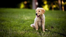 Puppy Desktop Wallpaper