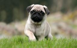 Puppy Desktop Wallpaper