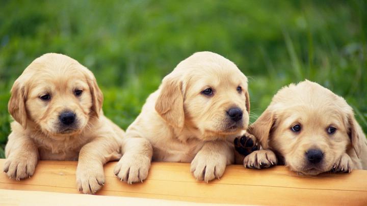Desktop Puppy Wallpaper