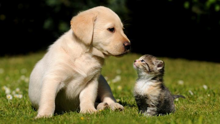 Cute Puppy Wallpapers for Desktop (58+ images)