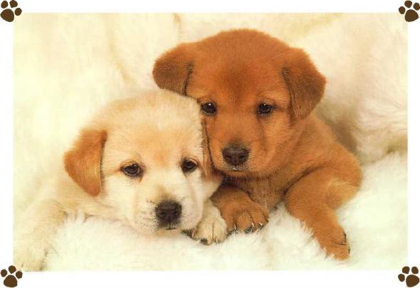 Puppy Desktop Wallpaper -